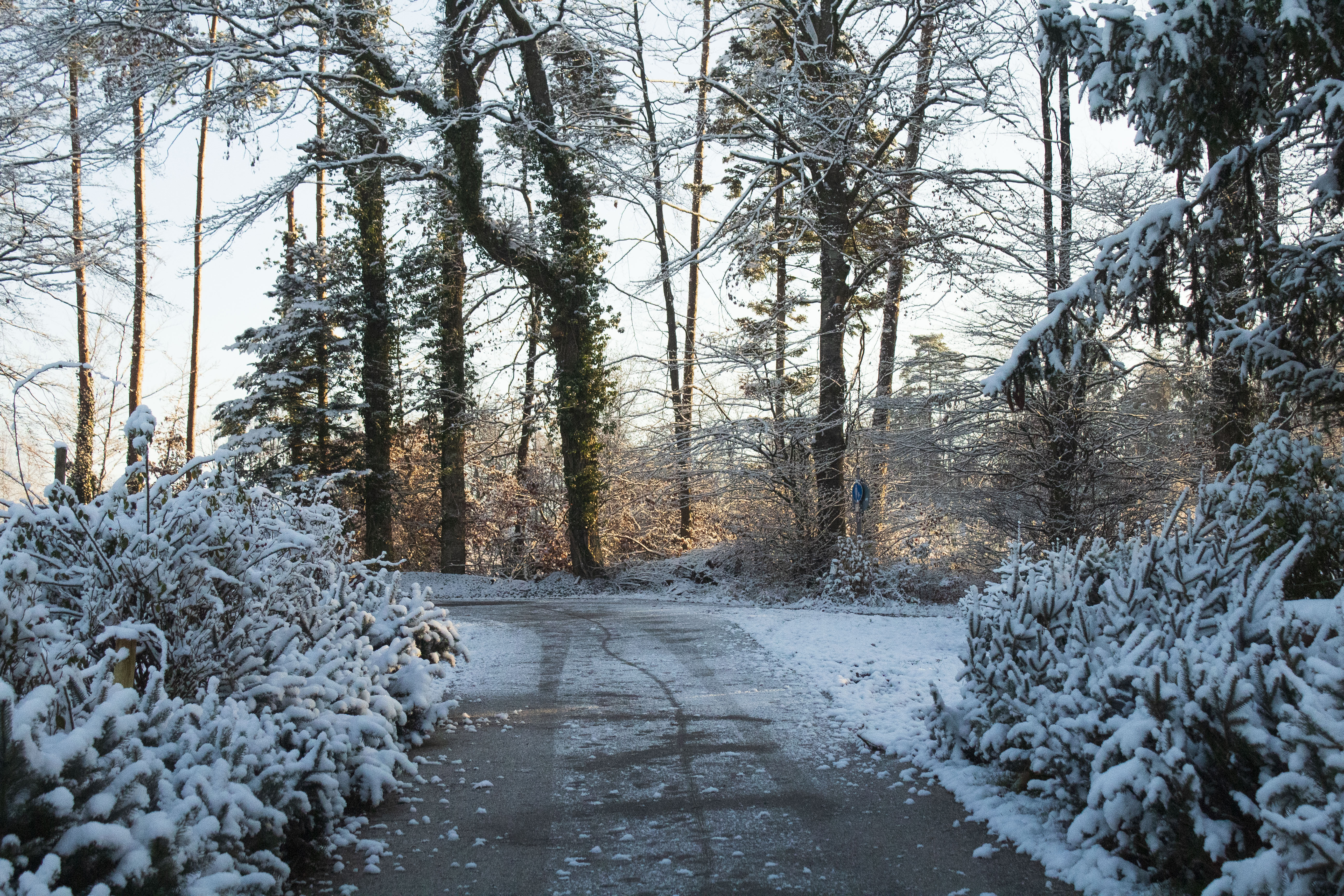 Wald